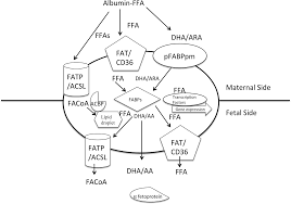 Fatty Acid transport model as proposed by me